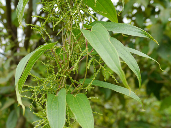 Dioscorea oppositifolia / Dioscorea opposita - Indian Yam, Chinese Yam - Image 2