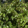 Dioscorea oppositifolia / Dioscorea opposita - Indian Yam, Chinese Yam - Image 3