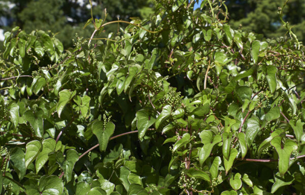 Dioscorea oppositifolia / Dioscorea opposita - Indian Yam, Chinese Yam - Image 3