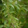 Dioscorea oppositifolia / Dioscorea opposita - Indian Yam, Chinese Yam - Image 4