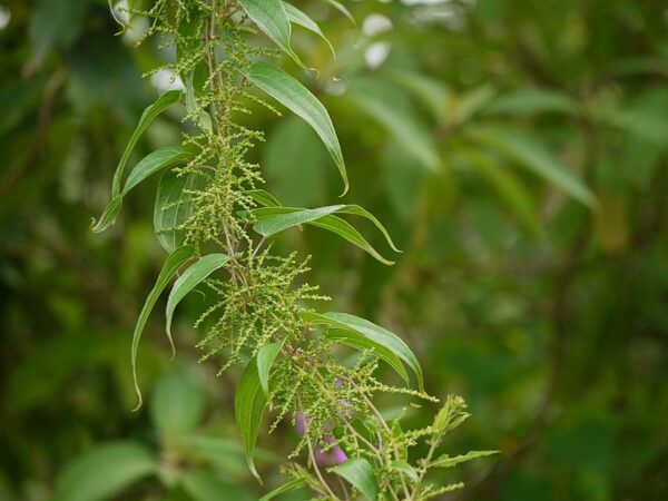 Dioscorea oppositifolia / Dioscorea opposita - Indian Yam, Chinese Yam - Image 4