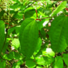 Dioscorea oppositifolia / Dioscorea opposita - Indian Yam, Chinese Yam - Image 5