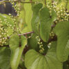 Dioscorea oppositifolia / Dioscorea opposita - Indian Yam, Chinese Yam - Image 6
