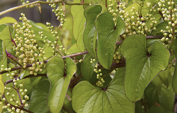 Dioscorea oppositifolia / Dioscorea opposita - Indian Yam, Chinese Yam - Image 6