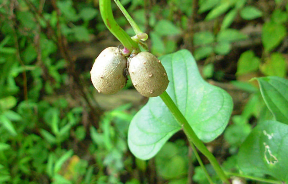 Indian yam, plant