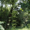 Dioscorea oppositifolia / Dioscorea opposita - Indian Yam, Chinese Yam - Image 7