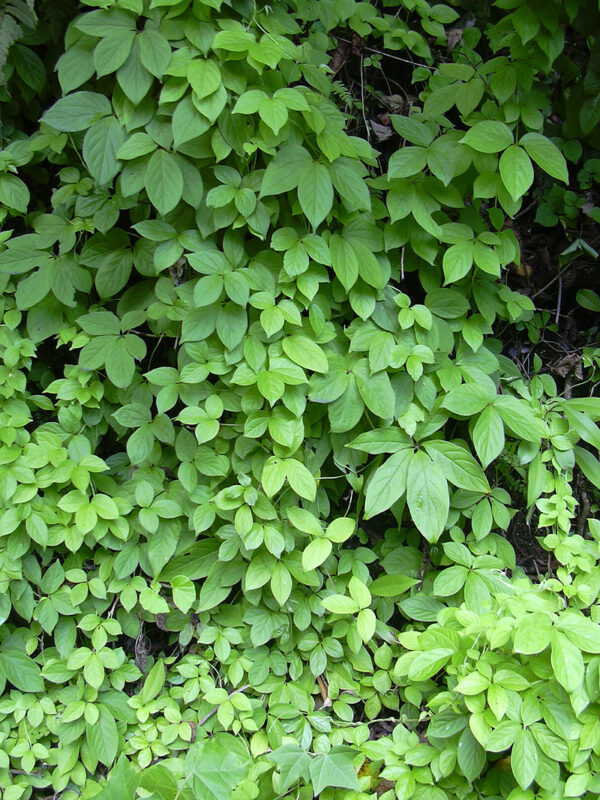 Dioscorea pentaphylla / Botryosicyos pentaphyllus - Fiveleaf Yam - Image 2