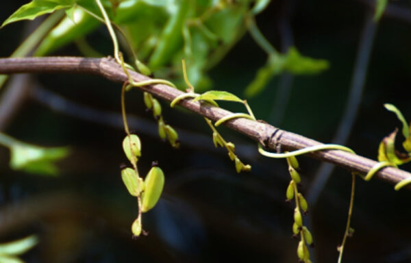 Dioscorea pentaphylla / Botryosicyos pentaphyllus - Fiveleaf Yam - Image 4