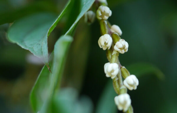 Dioscorea pentaphylla / Botryosicyos pentaphyllus - Fiveleaf Yam - Image 6