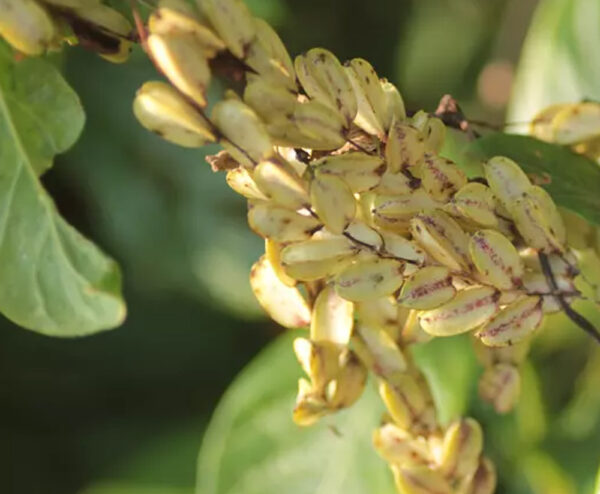Dioscorea pentaphylla / Botryosicyos pentaphyllus - Fiveleaf Yam - Image 8
