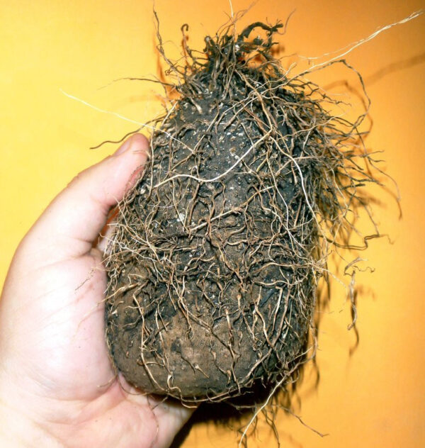 Dioscorea pentaphylla / Botryosicyos pentaphyllus - Fiveleaf Yam