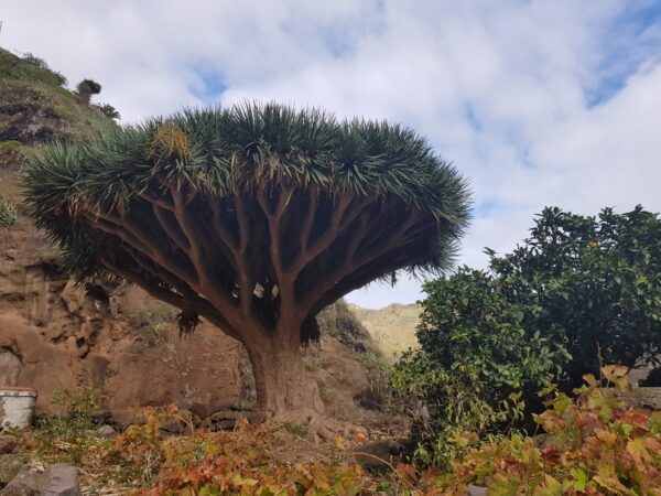 Dracaena draco subsp. draco - Dragon Blood, Dragon Tree - Image 4