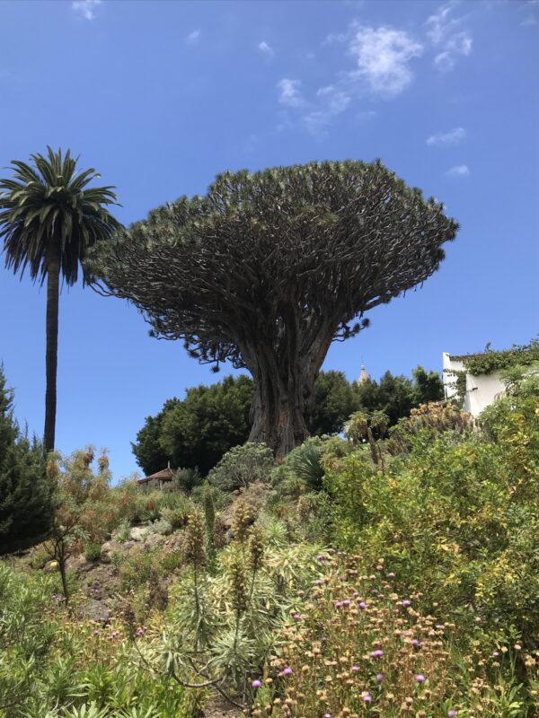 Dracaena draco subsp. draco - Dragon Blood, Dragon Tree - Image 5