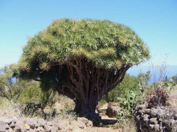 Dracaena draco subsp. draco - Dragon Blood, Dragon Tree - Image 6