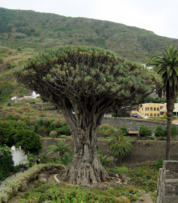 Dracaena draco subsp. draco - Dragon Blood, Dragon Tree - Image 8