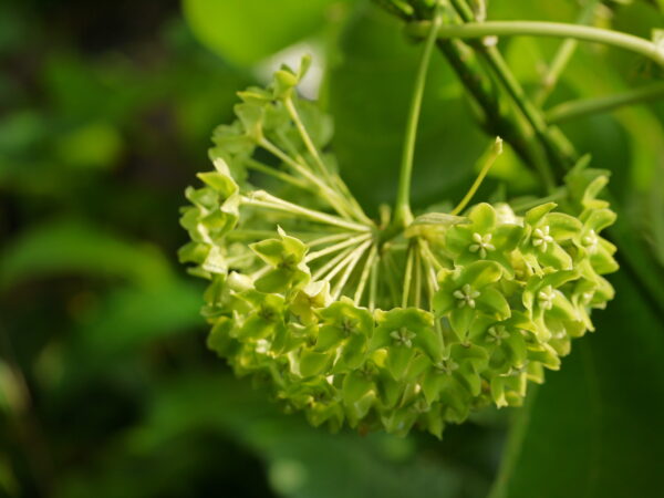 Dregea volubilis / Wattakaka volubilis - Sneeze Wort, Green Wax Flower, Jukti - Image 3