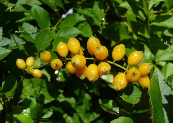 Duranta erecta - Golden Dewdrop - Image 2