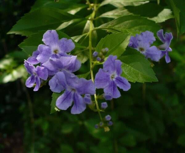 Duranta erecta - Golden Dewdrop - Image 4