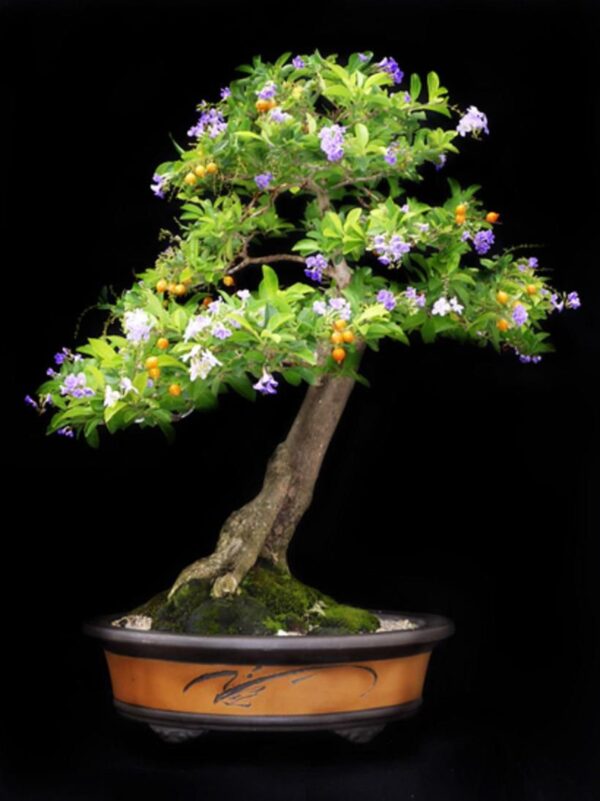 Duranta erecta - Golden Dewdrop - Image 5