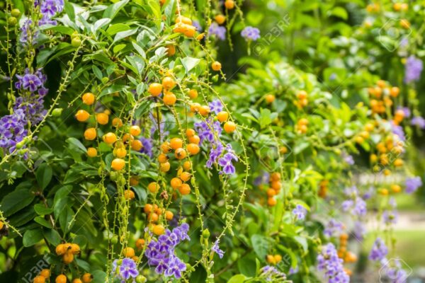 Duranta erecta - Golden Dewdrop - Image 6