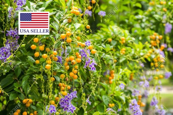 Duranta erecta - Golden Dewdrop - Image 7