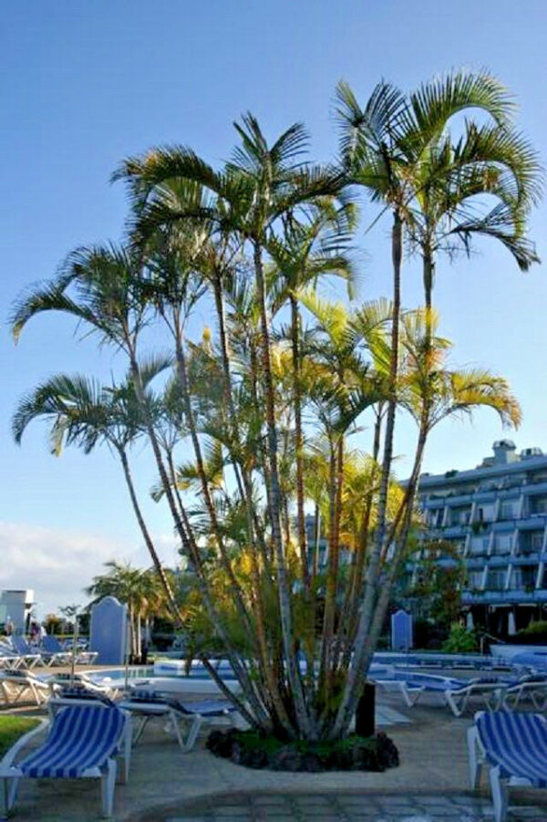 Dypsis lutescens - Golden Cane Palm, Areca Palm
