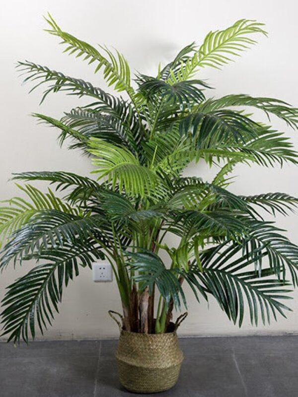 Dypsis lutescens - Golden Cane Palm, Areca Palm - Image 2