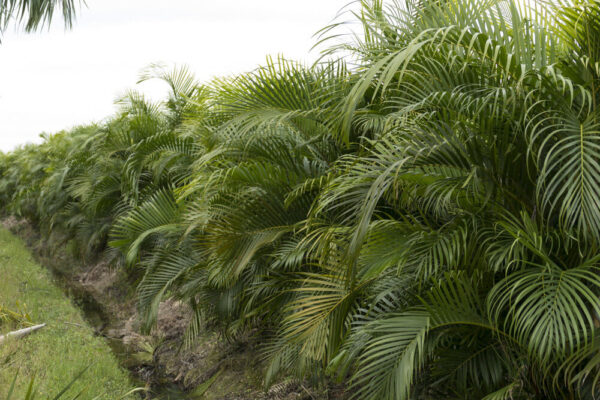 Dypsis lutescens - Golden Cane Palm, Areca Palm - Image 5