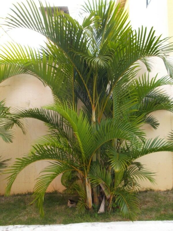 Dypsis lutescens - Golden Cane Palm, Areca Palm - Image 6