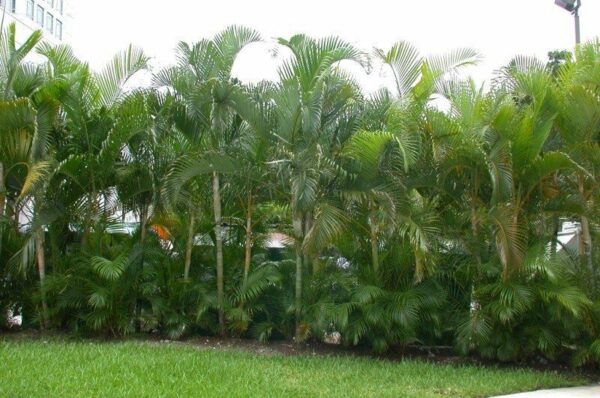 Dypsis lutescens - Golden Cane Palm, Areca Palm - Image 7