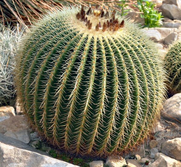 Echinocactus grusonii - Golden Barrel Cactus - Image 6