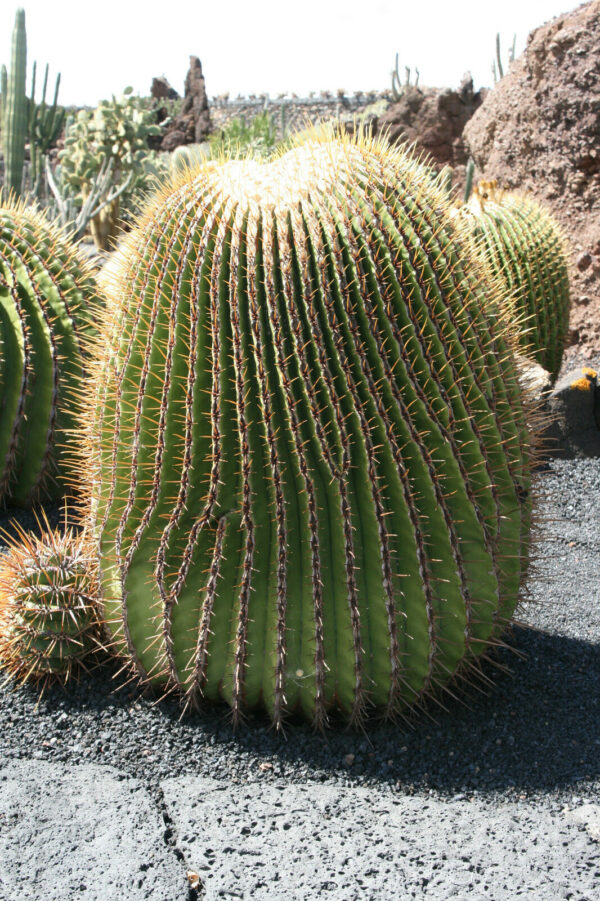 Echinocactus platyacanthus - Giant Barrel Cactus - Image 3