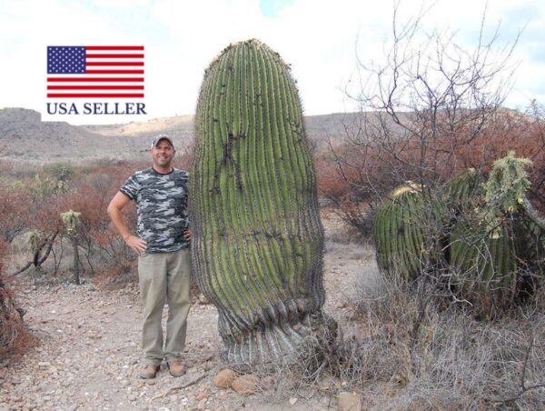 Echinocactus platyacanthus - Giant Barrel Cactus - Image 5