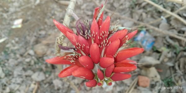Erythrina variegata - Tiger's claw, Indian Coral Tree - Image 9