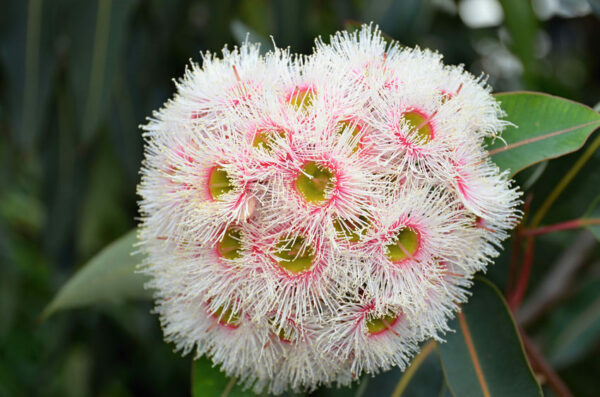Eucalyptus camaldulensis - Red Gum - Image 3