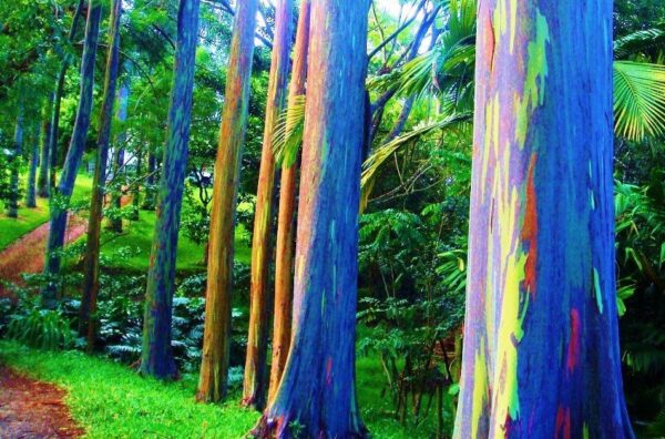 Eucalyptus deglupta / Eucalyptus multiflora - Rainbow Eucalyptus, Mindanao Gum, Rainbow Gum - Image 2