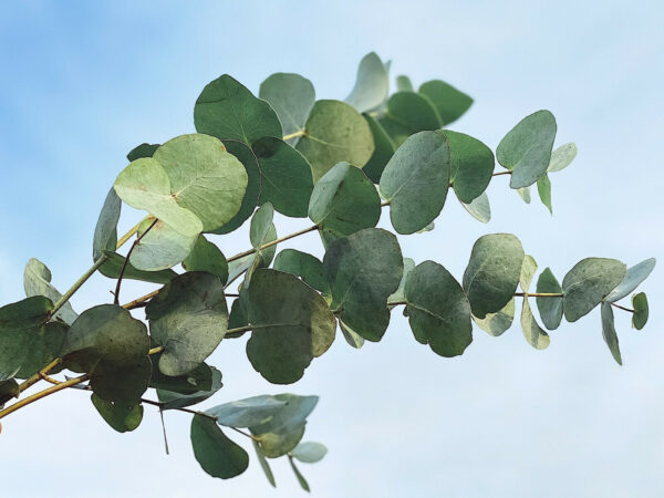 Eucalyptus gamophylla - Blue Mallee, Warilu, Blue-Leaved Mallee, Twin-Leaf Mallee, Twin-Leaved Mallee - Image 6