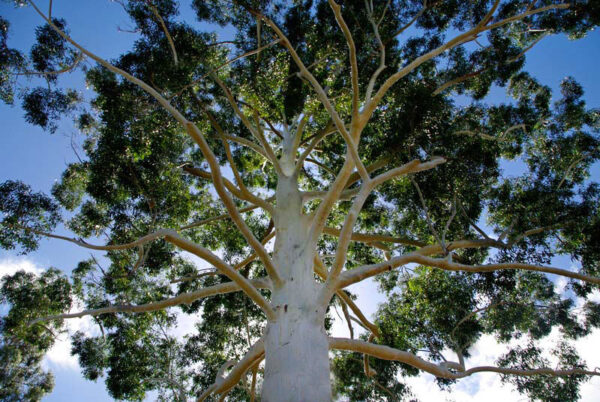 Eucalyptus grandis - Rose Gum, Flooded Gum