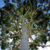 Eucalyptus grandis - Rose Gum, Flooded Gum - Image 3