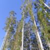 Eucalyptus grandis - Rose Gum, Flooded Gum - Image 4