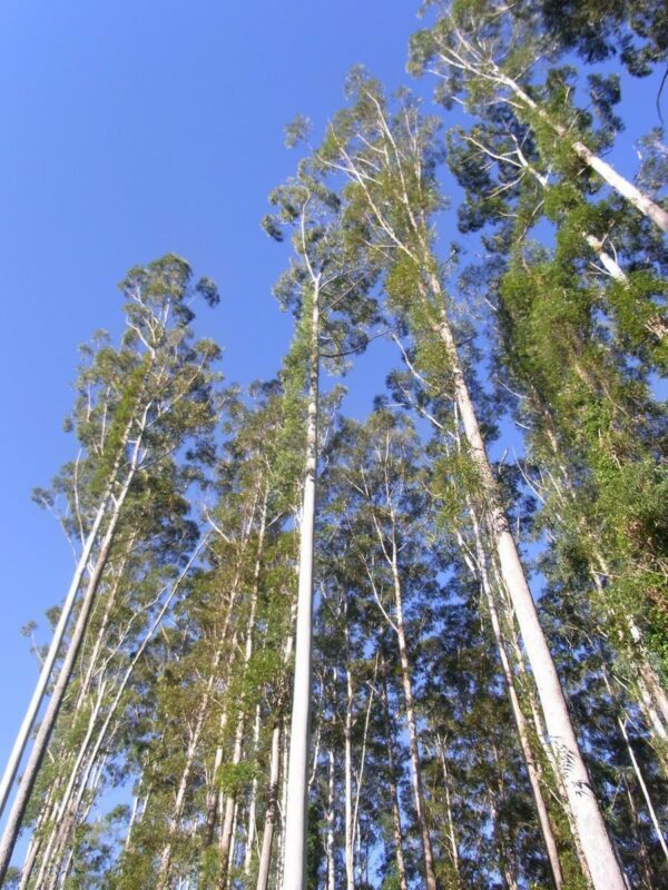 Eucalyptus grandis - Rose Gum, Flooded Gum - Image 4