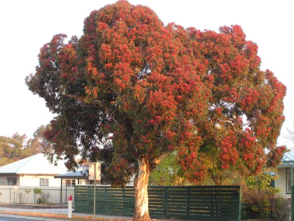 Eucalyptus leucoxylon subsp. megalocarpa - Eucalyptus leucoxylon 'Rosea', Large-fruited Yellow Gum, Red Flowering Yellow Gu