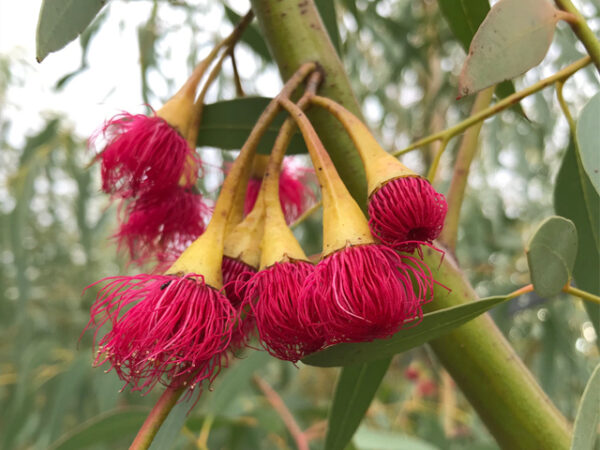 Eucalyptus leucoxylon subsp. megalocarpa - Eucalyptus leucoxylon 'Rosea', Large-fruited Yellow Gum, Red Flowering Yellow Gu - Image 3