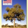 Eucalyptus terminalis / Corymbia terminalis - Tjuta, Joolta, Bloodwood, Desert Bloodwood, Plains Bloodw - Image 11