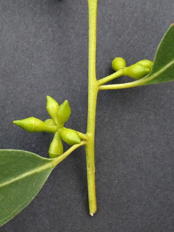 Eucalyptus viminalis subsp. cygnetensis - Rough-barked Manna Gum - Image 6
