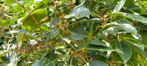 Ficus amplissima / Ficus tjiela / Ficus indica - Indian Bat Tree, Indian Bat fig, Pimpri, Pipri, Pipali