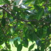 Ficus amplissima / Ficus tjiela / Ficus indica - Indian Bat Tree, Indian Bat fig, Pimpri, Pipri, Pipali - Image 2