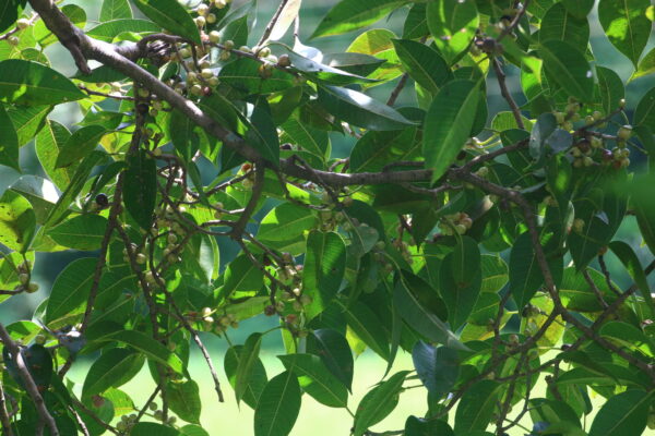 Ficus amplissima / Ficus tjiela / Ficus indica - Indian Bat Tree, Indian Bat fig, Pimpri, Pipri, Pipali - Image 2