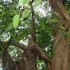 Ficus amplissima / Ficus tjiela / Ficus indica - Indian Bat Tree, Indian Bat fig, Pimpri, Pipri, Pipali - Image 3