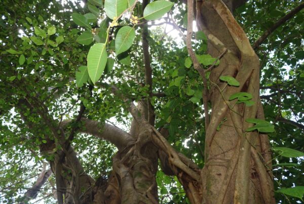 Ficus amplissima / Ficus tjiela / Ficus indica - Indian Bat Tree, Indian Bat fig, Pimpri, Pipri, Pipali - Image 3